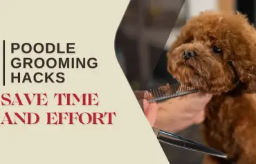 Poodle Dog Grooming: Tips, Tricks and Popular Grooming Styles